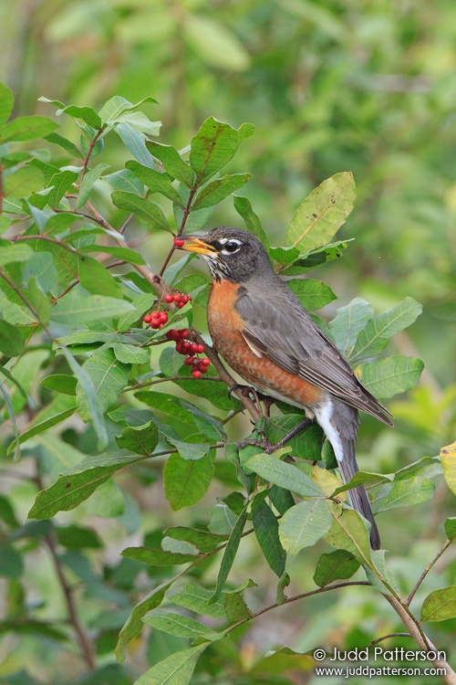 American Robin, West Delray Regional Park, Florida, United States